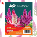 "BABA" FLOWER SEEDS  FR-002 (CELOSIA OLUMISA)花种子